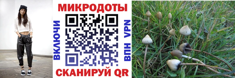 Псилоцибиновые грибы Psilocybine cubensis Пролетарск